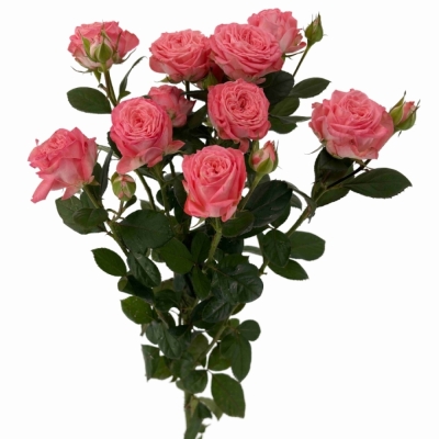 Růžová růže trsová FIRST DATE