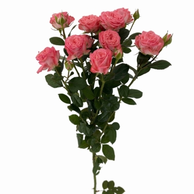 Růžová růže trsová FIRST DATE