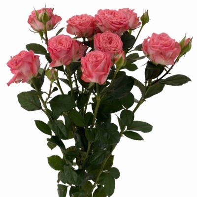 Růžová růže trsová FIRST DATE