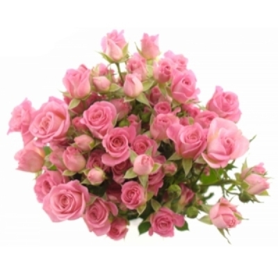 Růžová růže trsová JESSY