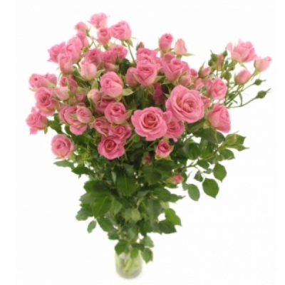 Růžová růže trsová JESSY