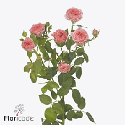 Růžová růže trsová JESSY 40 cm / 4+