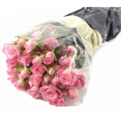 Růžová růže trsová JESSY