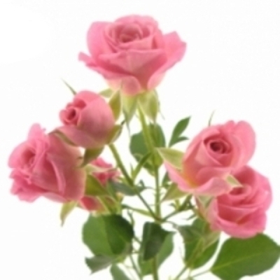 Růžová růže trsová JESSY 40 cm / 4+