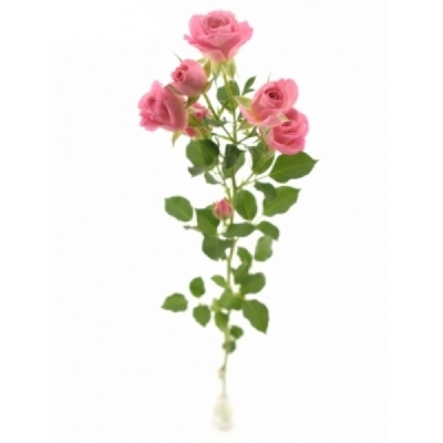 Růžová růže trsová JESSY