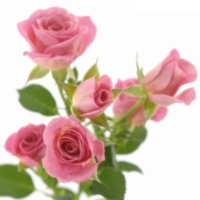 Růžová růže trsová JESSY