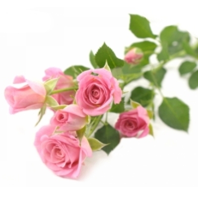 Růžová růže trsová JESSY