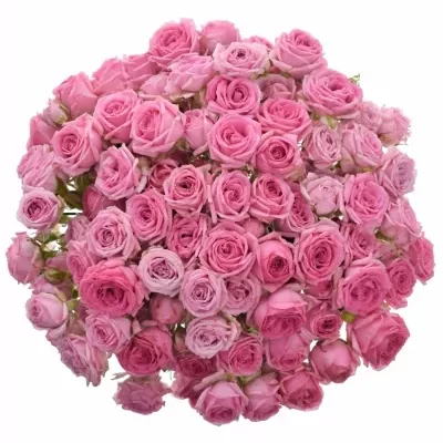 Růžová růže trsová KATE-LYNN PINK 40cm/4+