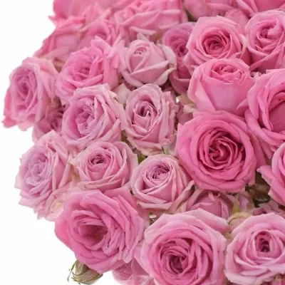 Růžová růže trsová KATE-LYNN PINK 40 cm / 4+