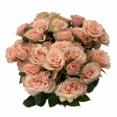 Růžová růže trsová LATOYA