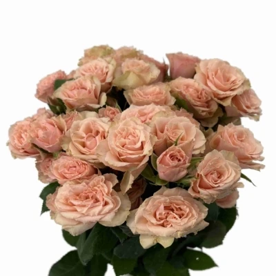 Růžová růže trsová LATOYA