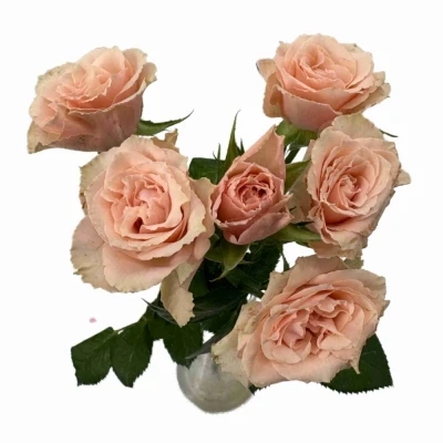 Růžová růže trsová LATOYA