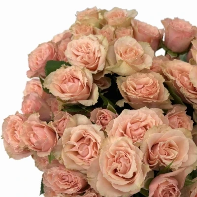 Růžová růže trsová LATOYA 40 cm / 4+