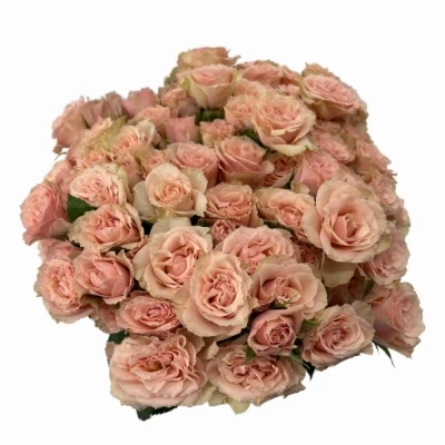 Růžová růže trsová LATOYA