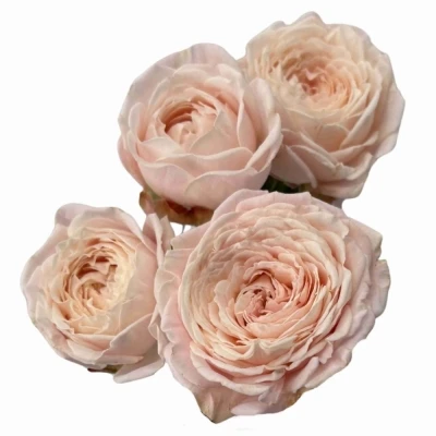 Růžová růže trsová NYNKE