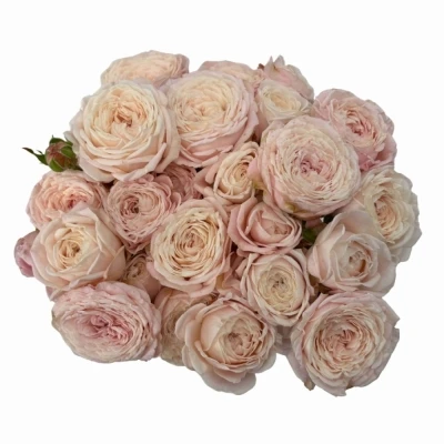 Růžová růže trsová NYNKE