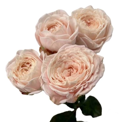 Růžová růže trsová NYNKE