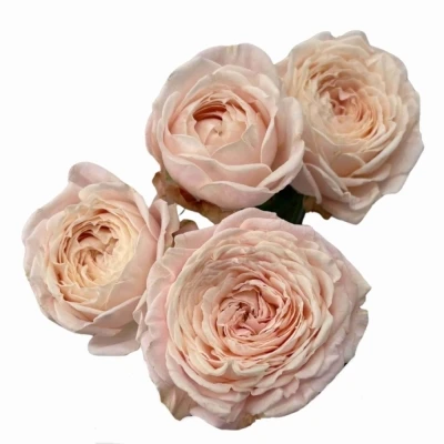 Růžová růže trsová NYNKE