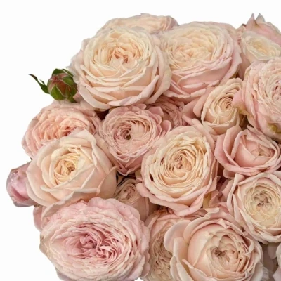 Růžová růže trsová NYNKE 50 cm / 3+