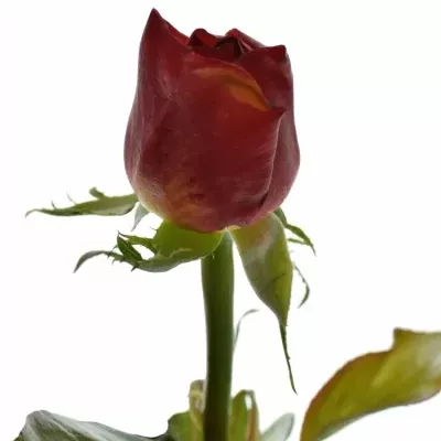 Růžová růže trsová ORIENTAL FREELANDER 40cm/1+