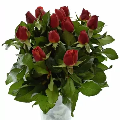 Růžová růže trsová ORIENTAL FREELANDER 40cm/1+