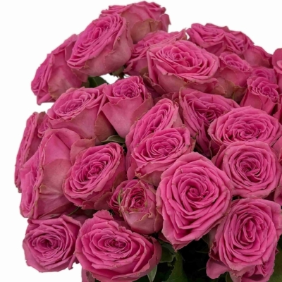 Růžová růže trsová PAULETTE!