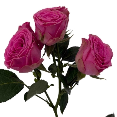 Růžová růže trsová PAULETTE!