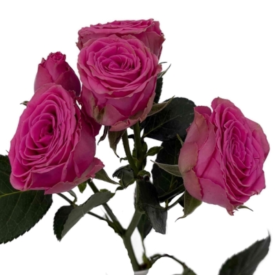 Růžová růže trsová PAULETTE!