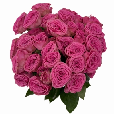 Růžová růže trsová PAULETTE!