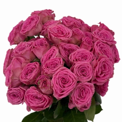 Růžová růže trsová PAULETTE!