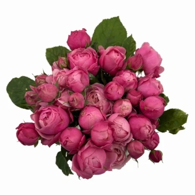 Růžová růže trsová PINK BOOM