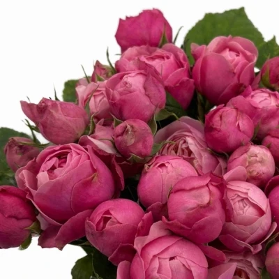 Růžová růže trsová PINK BOOM