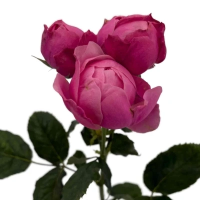 Růžová růže trsová PINK BOOM