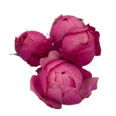 Růžová růže trsová PINK BOOM