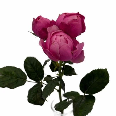 Růžová růže trsová PINK BOOM