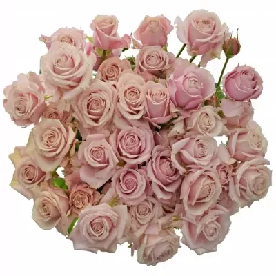 Růžová růže trsová PINK BUBBLES 40cm/3+