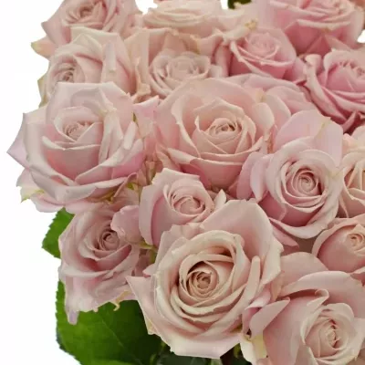 Růžová růže trsová PINK BUBBLES 40cm/3+