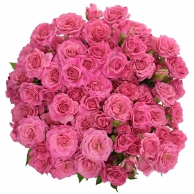 Růžová růže trsová PINK DIMENSION