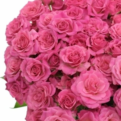 Růžová růže trsová PINK DIMENSION