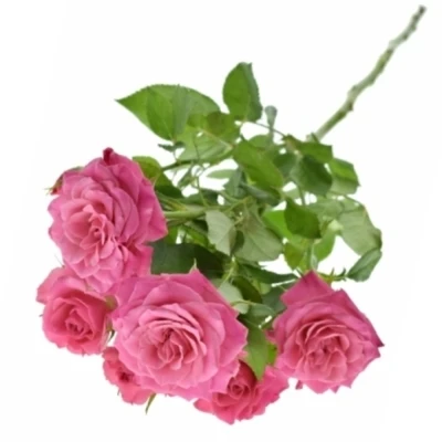 Růžová růže trsová PINK DIMENSION