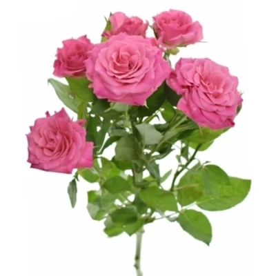 Růžová růže trsová PINK DIMENSION