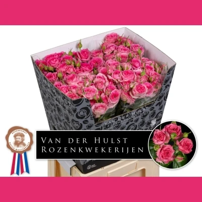 Růžová růže trsová PINK DIMENSION