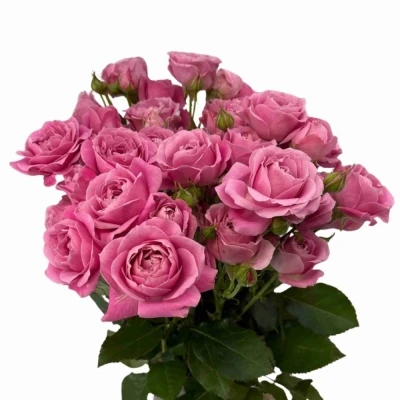 Růžová růže trsová PINK FAME