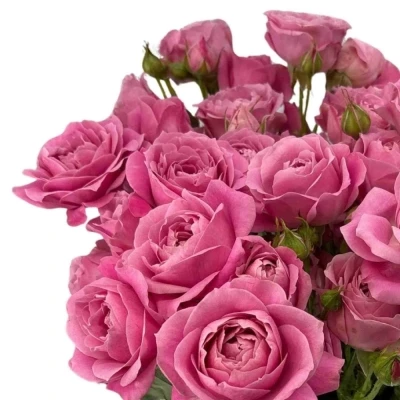 Růžová růže trsová PINK FAME