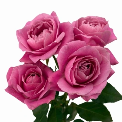 Růžová růže trsová PINK FAME