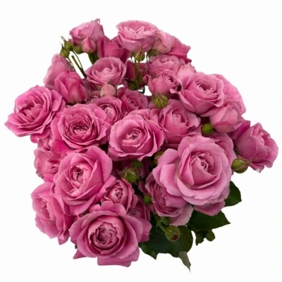 Růžová růže trsová PINK FAME