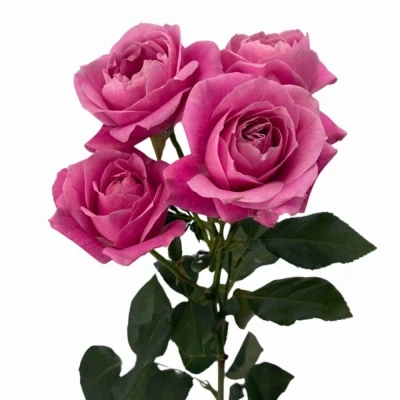 Růžová růže trsová PINK FAME