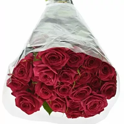 Růžová růže trsová QUINCY 40cm/4+