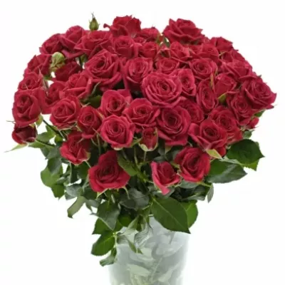 Růžová růže trsová QUINCY 40cm/4+