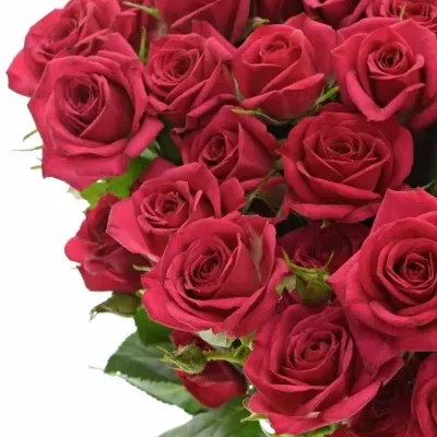 Ružová ruža trsová QUINCY 40cm / 4 +